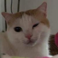 Avatar of user - Hoàng Vi