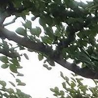 Avatar of user - Khu 3 Han Giang