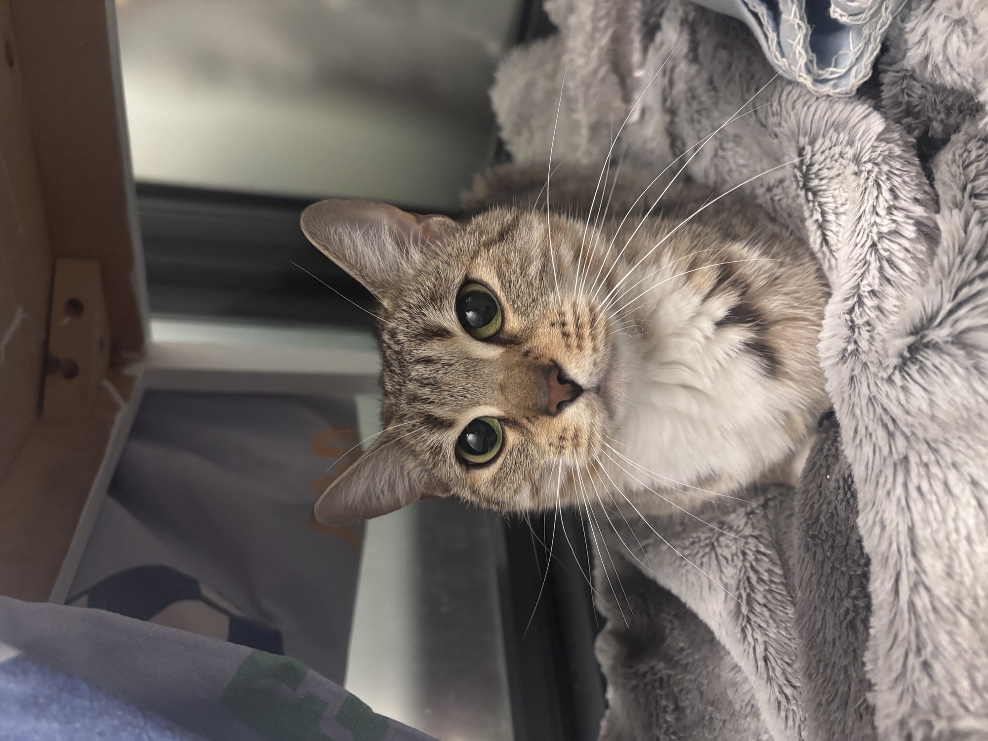 Delilah