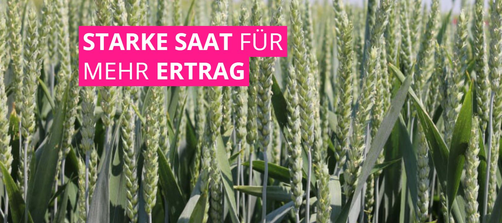 Starke Saat für mehr Ertrag