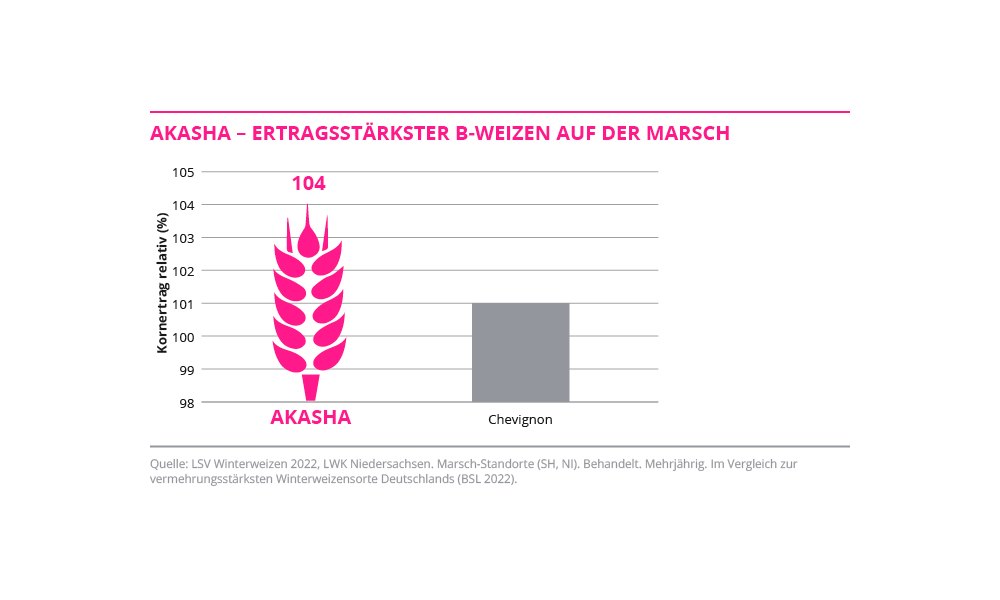 AKASHA - Ertragsstärkster B-Weizen auf der Marsch