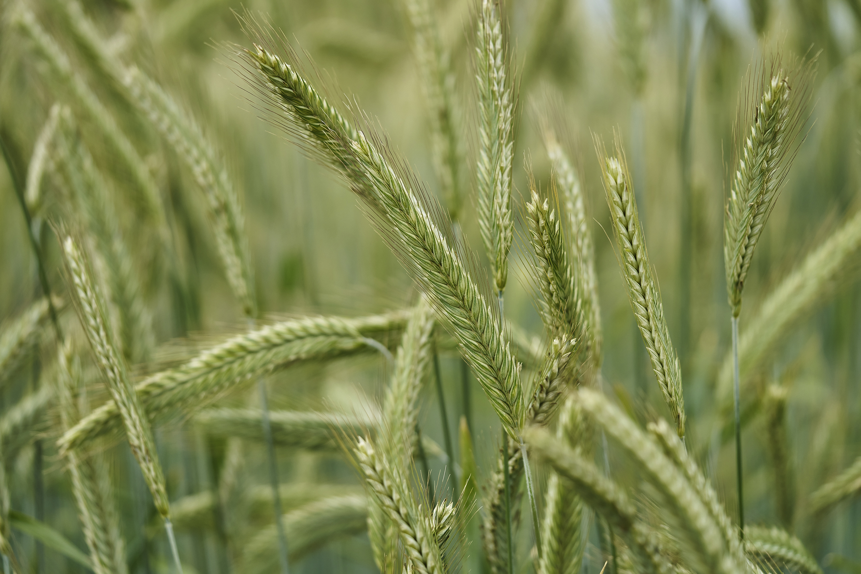 Hybridroggen mit PollenPLUS