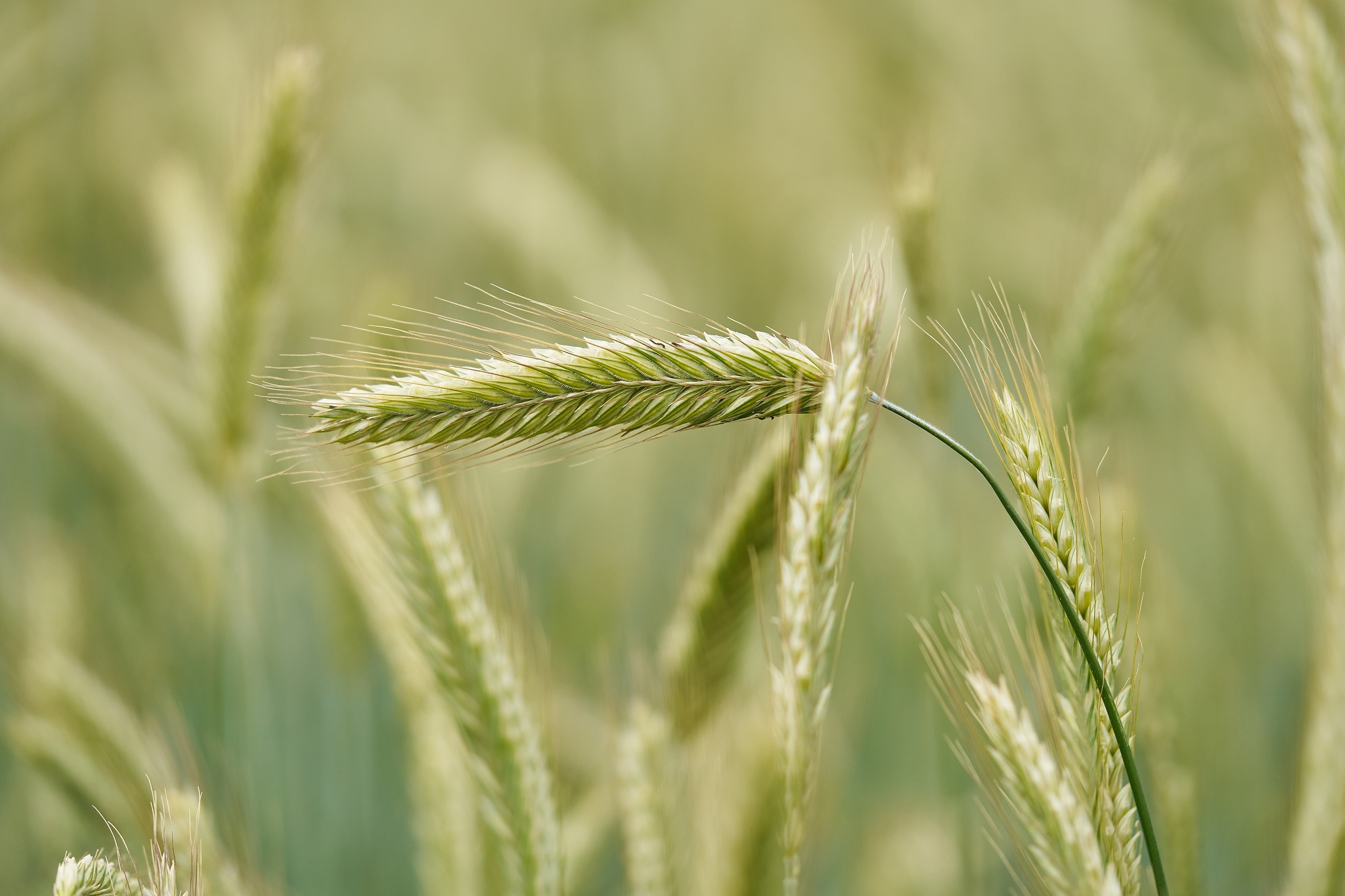 Hybridroggen mit PollenPLUS