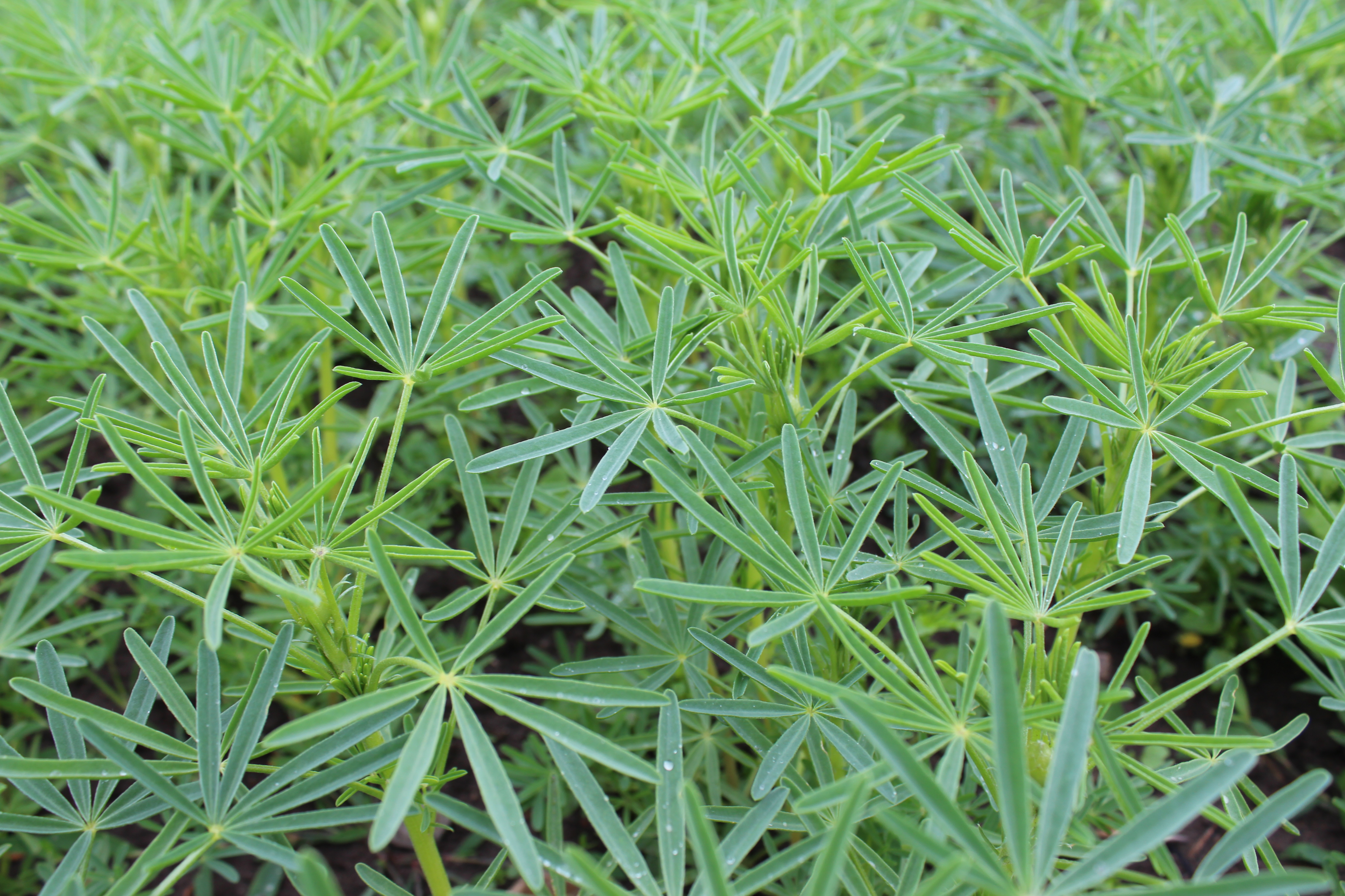 Süßlupine, blau