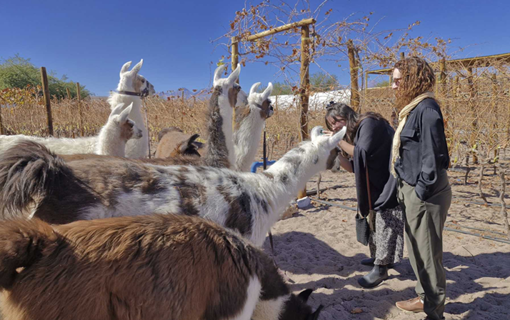 Imagen del servicio Senderos del Desierto: Vinos y Llamas