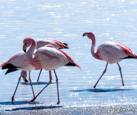 Imagen del servicio Flamencos al Atardecer: Laguna Chaxa