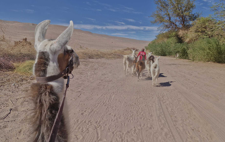 Imagen del servicio Travesía con Llamas: Espíritu del Desierto