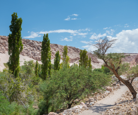 Imagen del servicio Oasis del Desierto: Valle de Jere