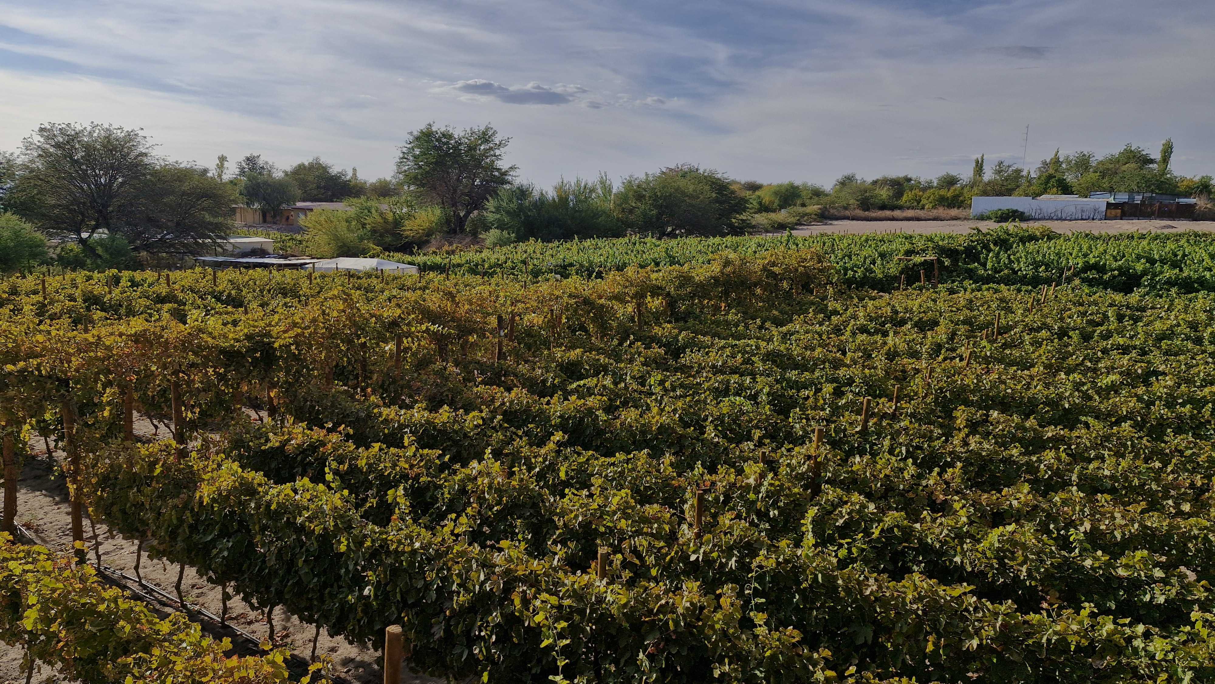 RUTA DEL VINO, SABORES DE ALTURA 4