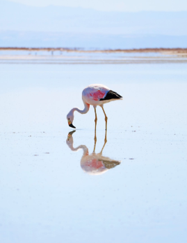 Imagen del servicio Salar de Huasco y las Dunas de Pica