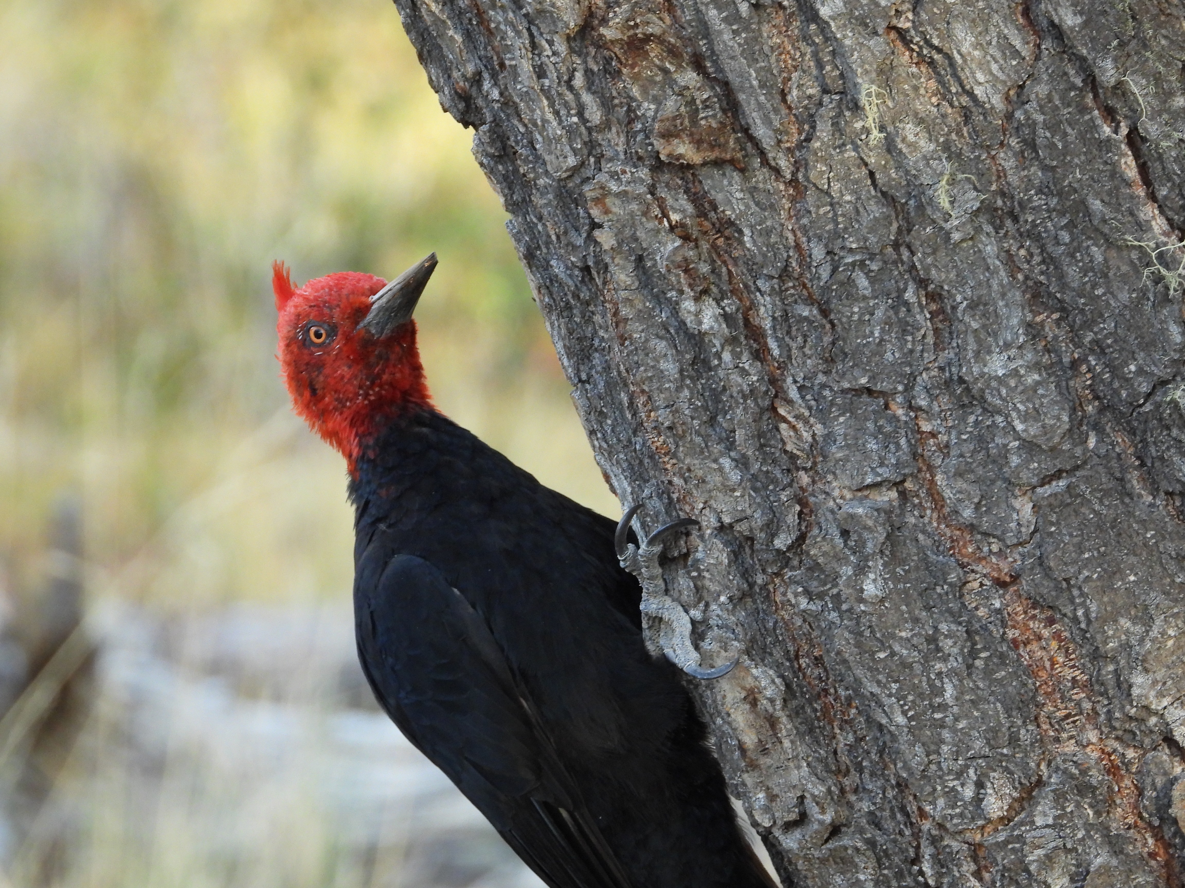 Torres del Paine Wildlife - Programa de observación de fauna 3