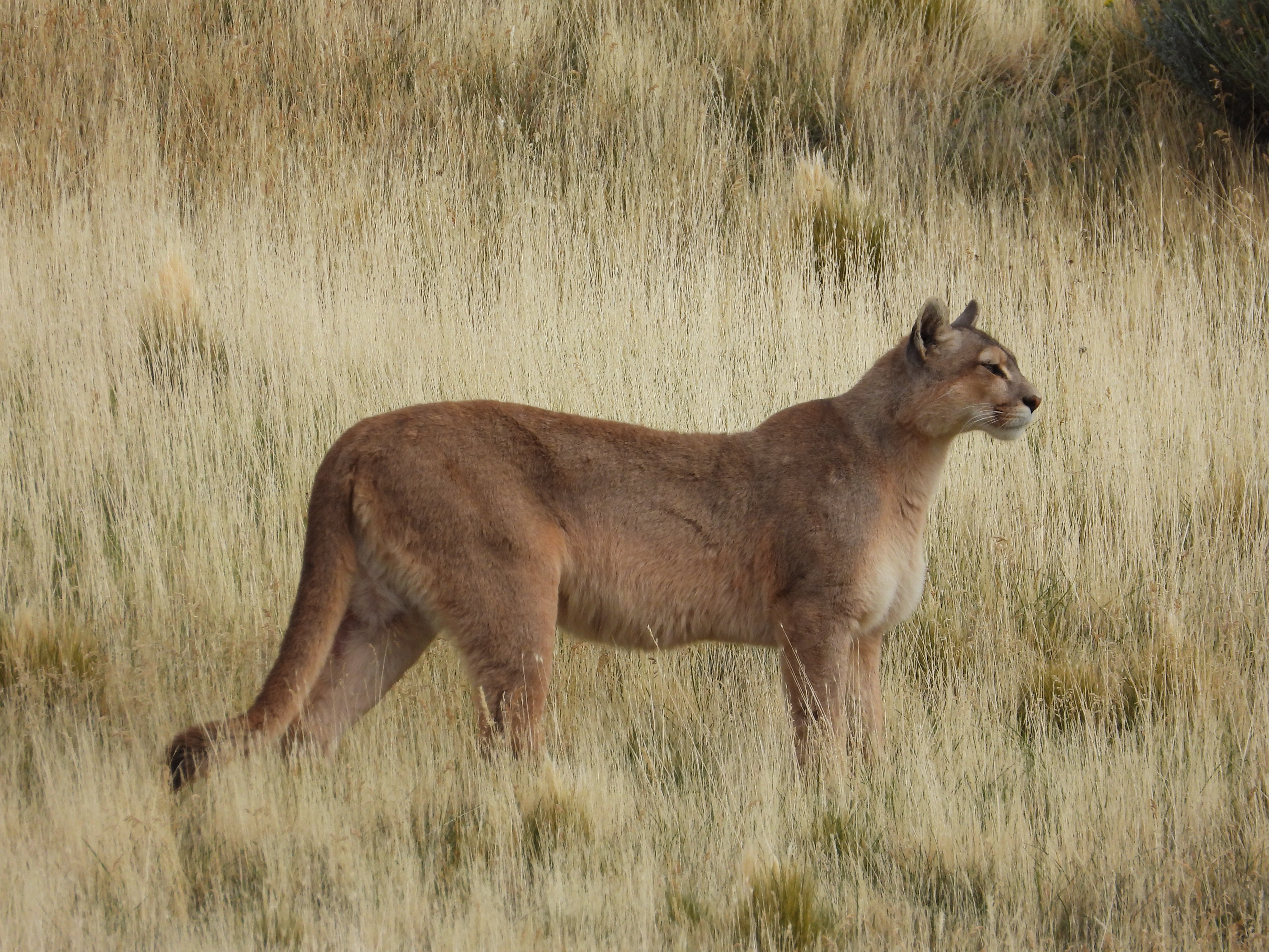 Torres del Paine Signature 5