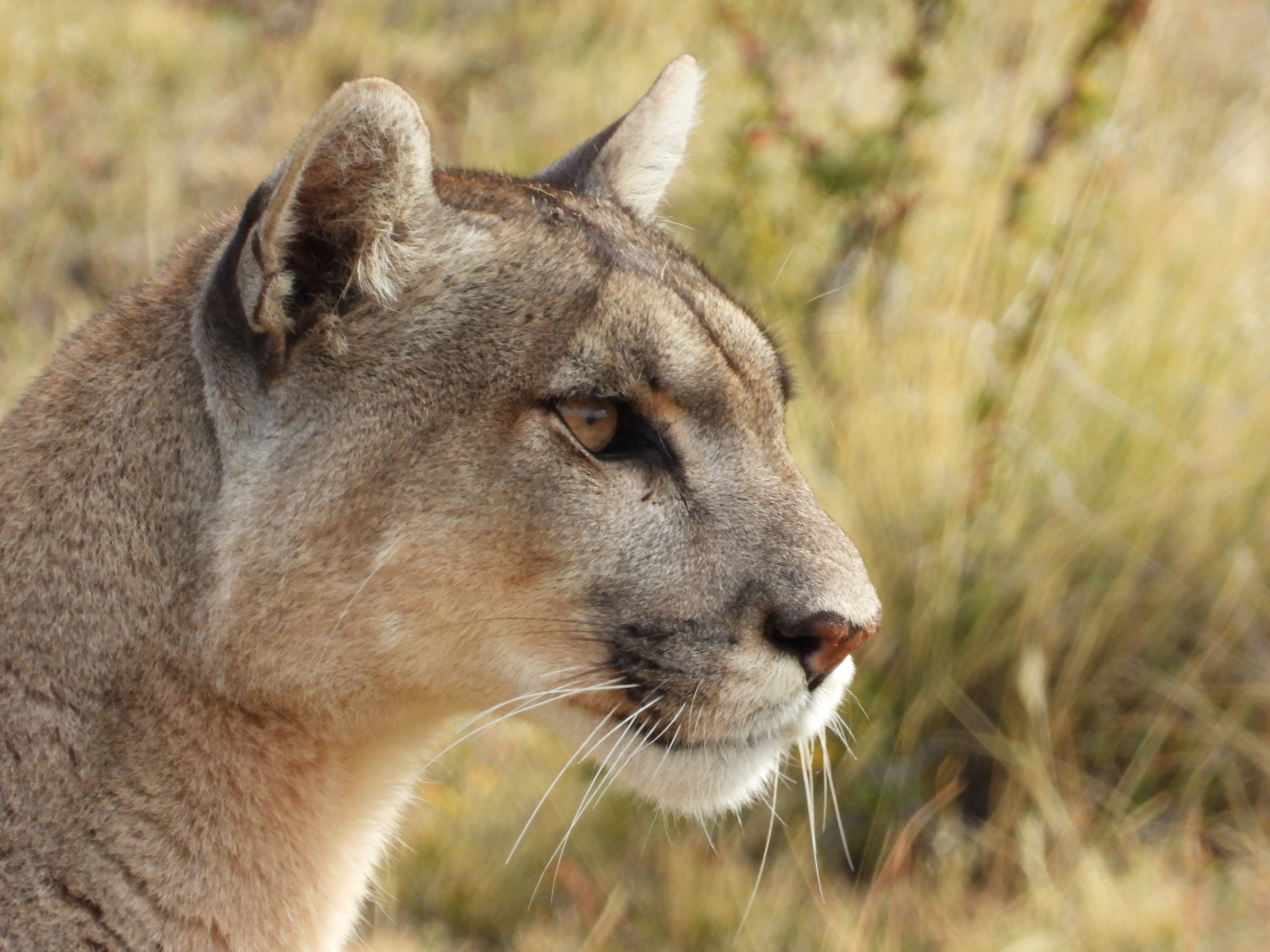 Torres del Paine Wildlife - Programa de observación de fauna 2
