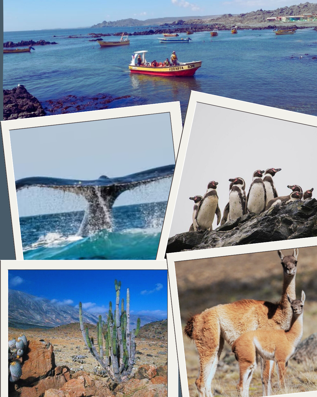 Imagen del servicio Coquimbo Esencial: Valle de Elqui, Estrellas y Ballenas