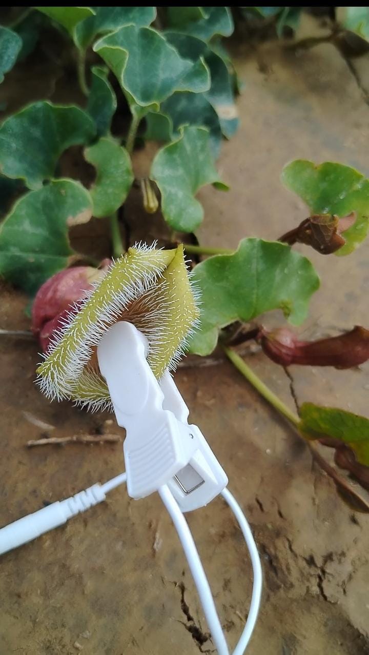 Imagen del servicio Ecos Diaguitas | Escuchando la Naturaleza Viva