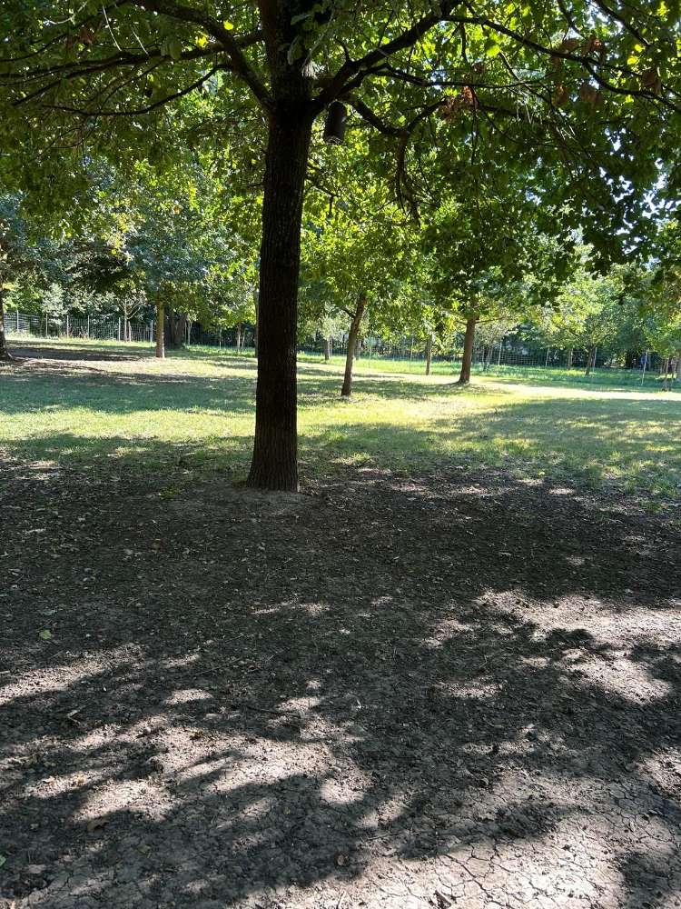 Hundewiese Großniedesheim