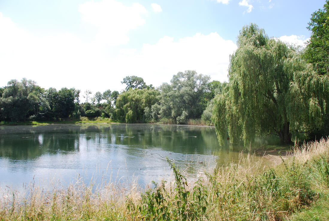Stadtpark Wäldchen