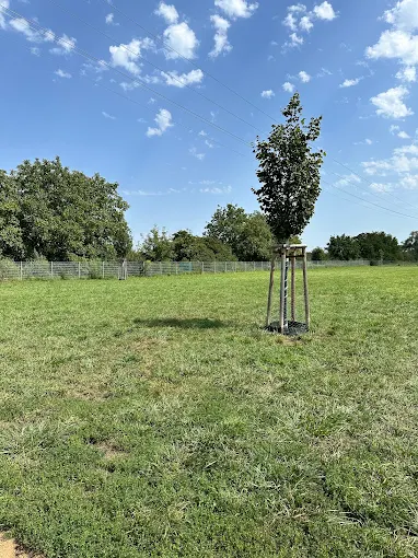 Hundewiese Bürstadt – Foto 2