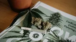 Cannabis Blogger in Deutschland