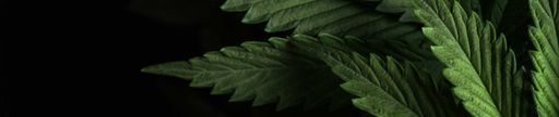 CBD Hash und Polen