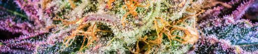 CBD Blüten