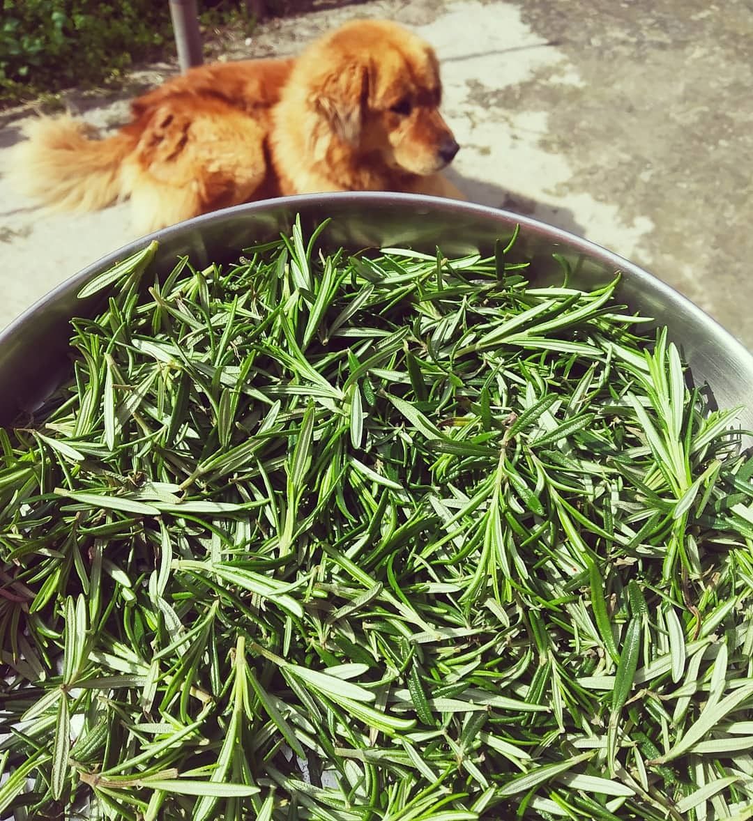 rosemary easy herb