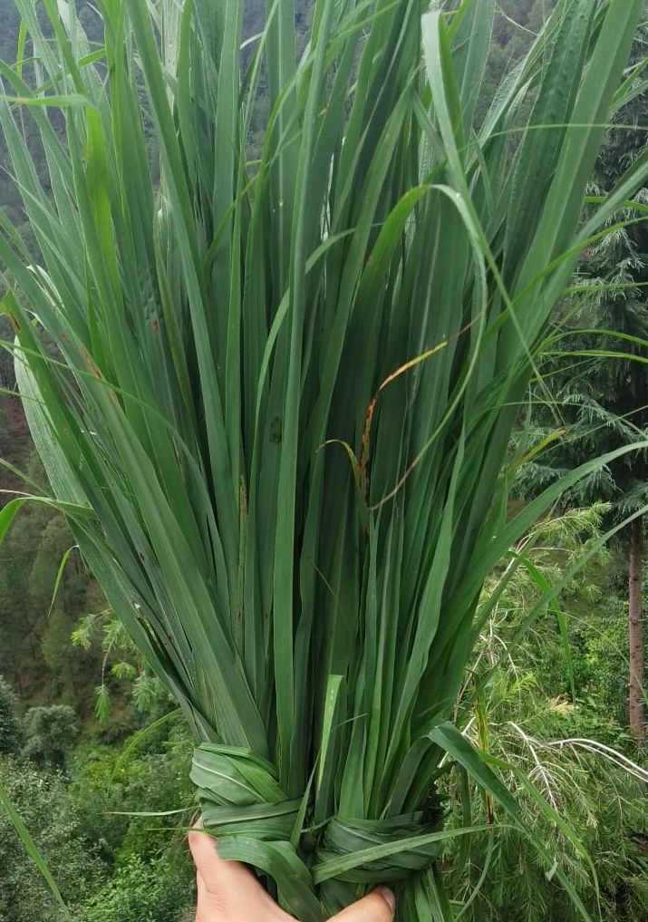 lemongrass