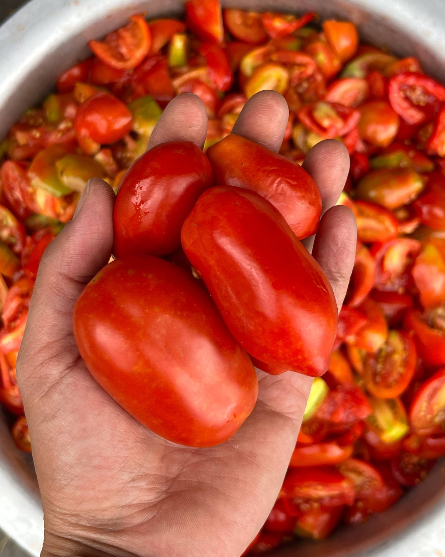 tomato basil