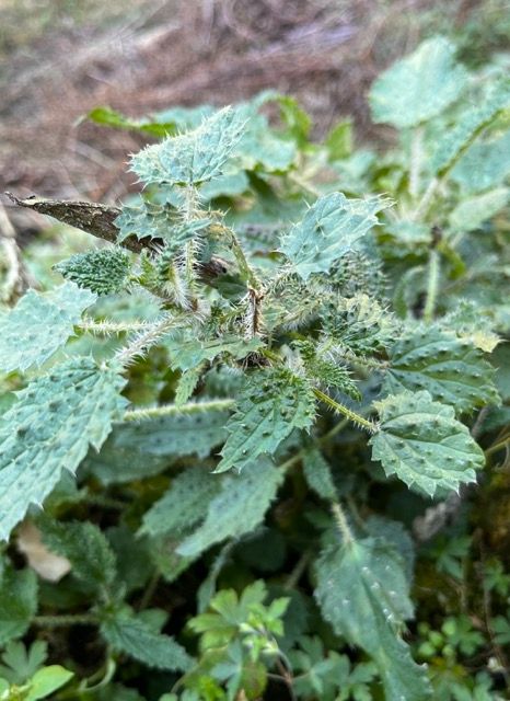 stinging nettle