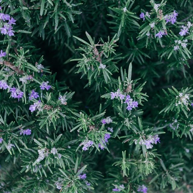 rosemary plants