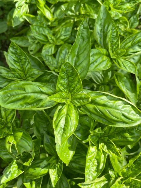 Italian Basil