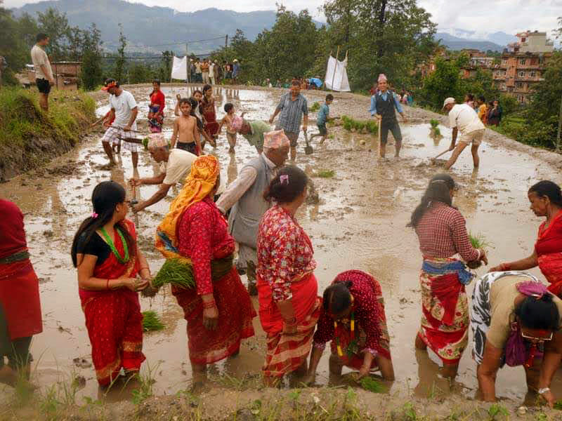 Ropai festival (rice planting)