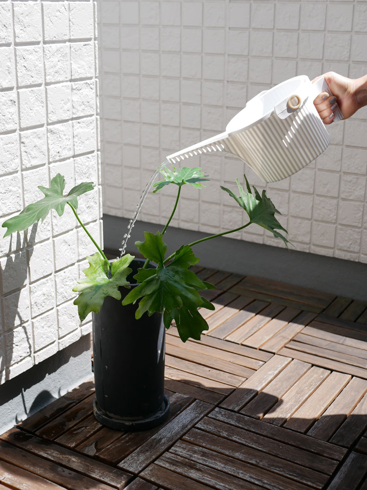 花鉢に植えられたゼラニウムとハーブの室内植物