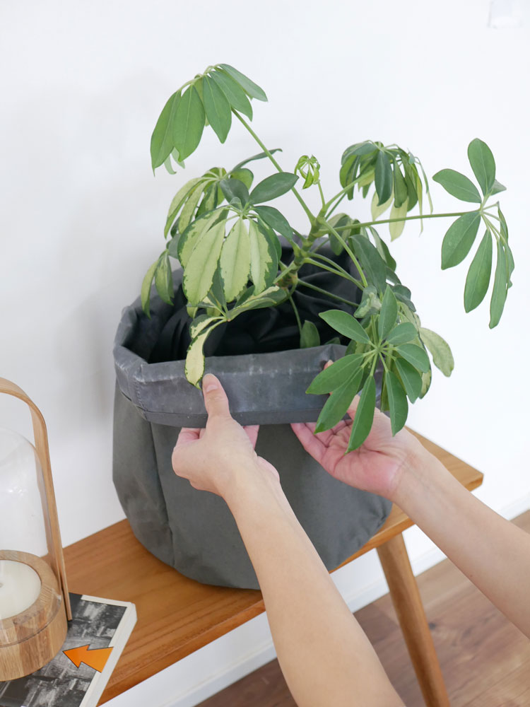 BRID/ブリッドの土隠しプランツカバーで覆われた鉢植えの観葉植物