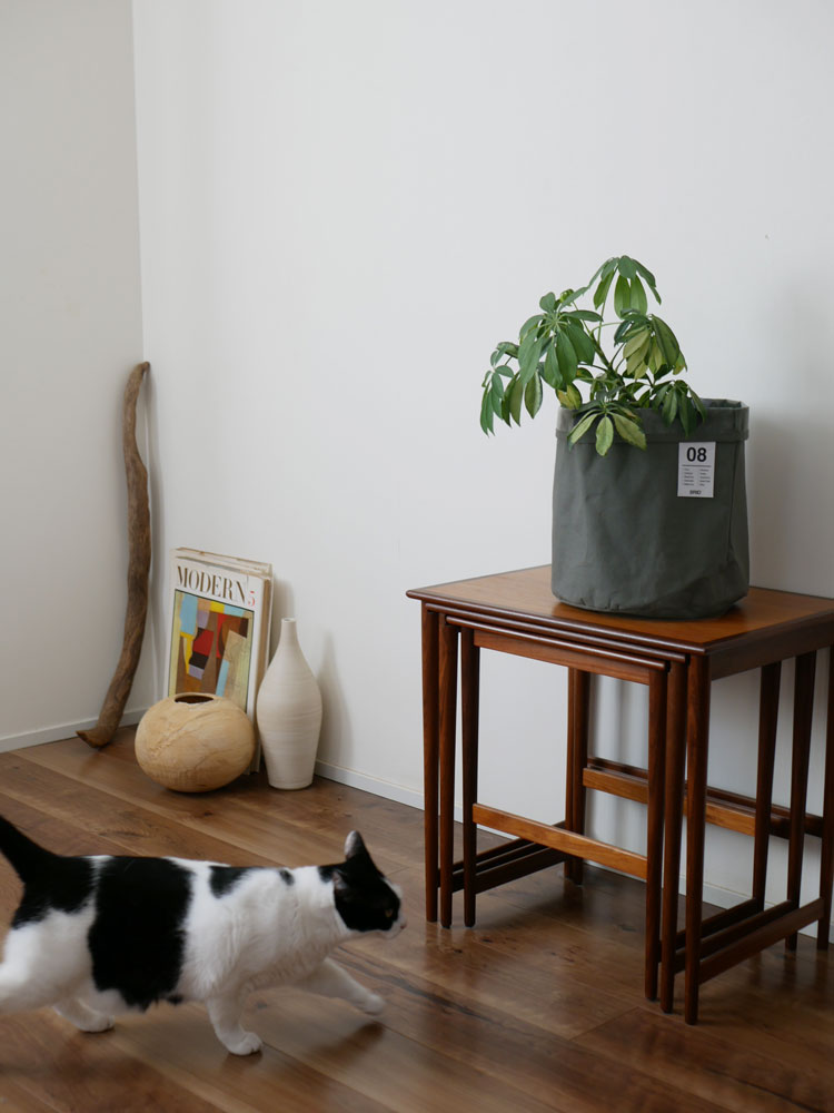 木製フローリングと家具が配置された室内で、猫がくつろいでいる様子