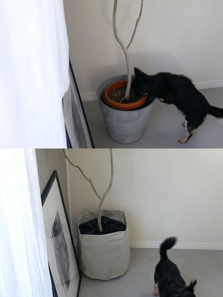 灰色の家庭用短毛猫が土を隠すプランツカバー付きの鉢植えのそばに座っている