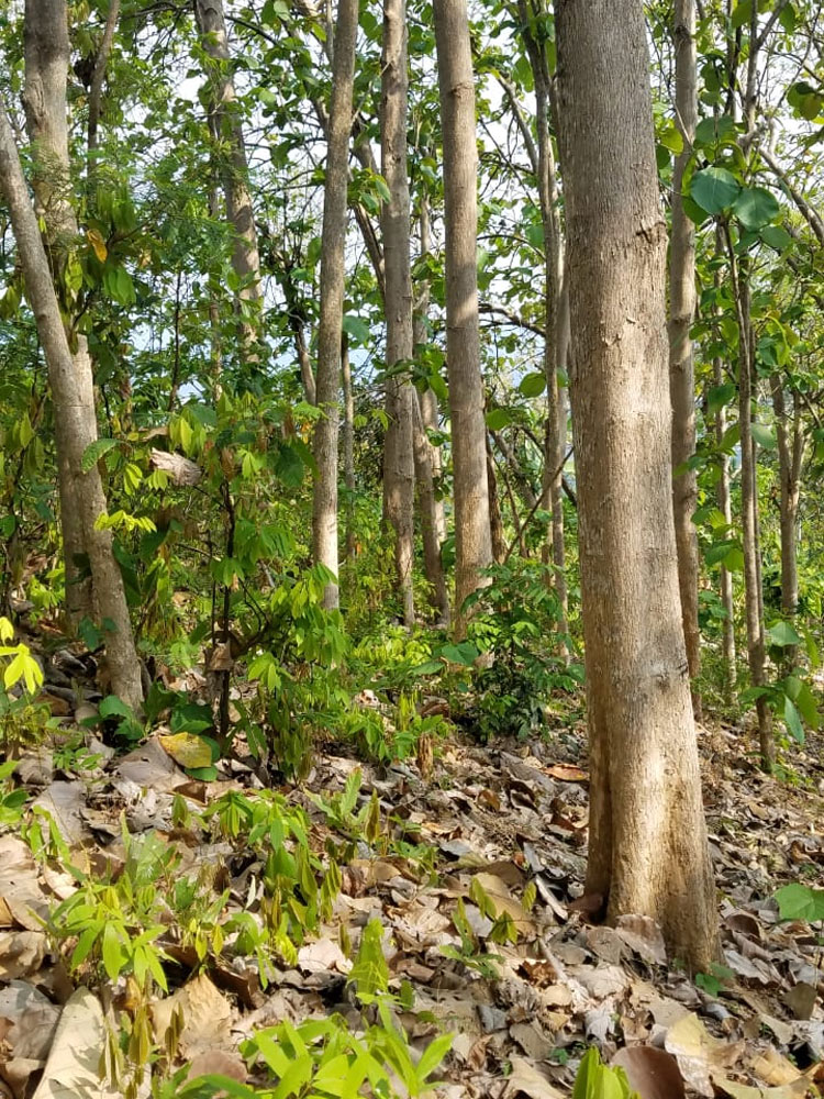 自然豊かな森林の中に置かれたチークネストテーブル