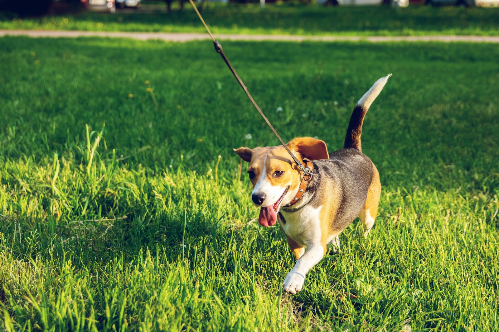 Dog Walking & Drop-In Pet Visits
