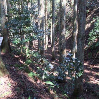 城生城跡の写真