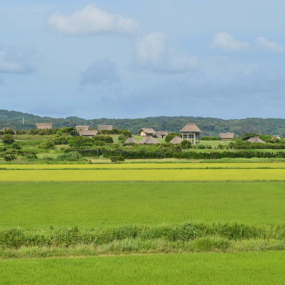 原の辻遺跡(長崎県壱岐市)の写真・外観