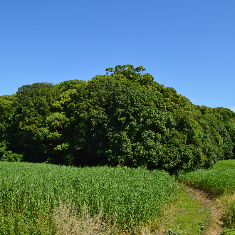 市野山古墳（大阪府藤井寺市）の写真・外観