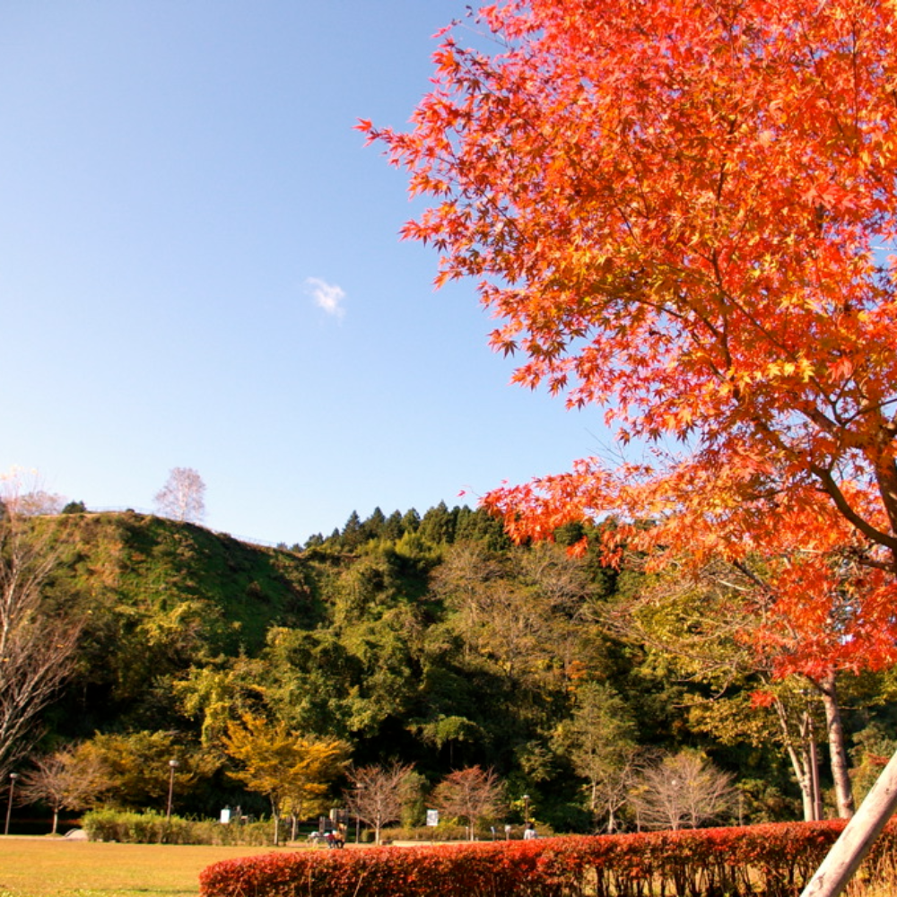岩出山城跡(宮城県大崎市)の写真・外観
