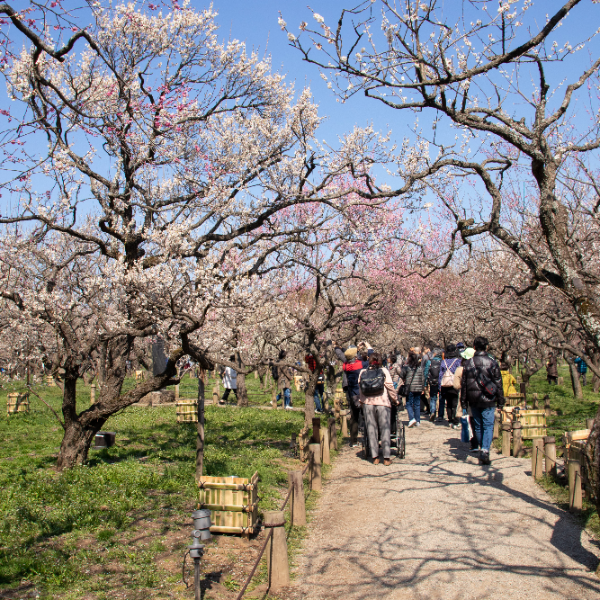 偕楽園（茨城県水戸市）の写真・外観