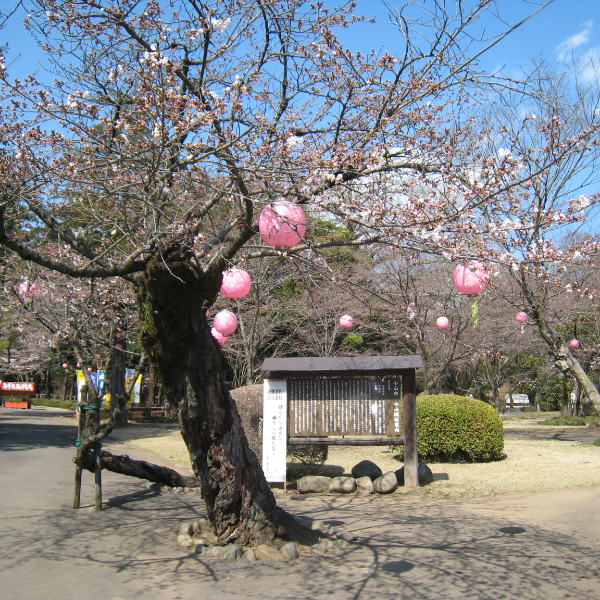 小山城（栃木県小山市）の写真・外観