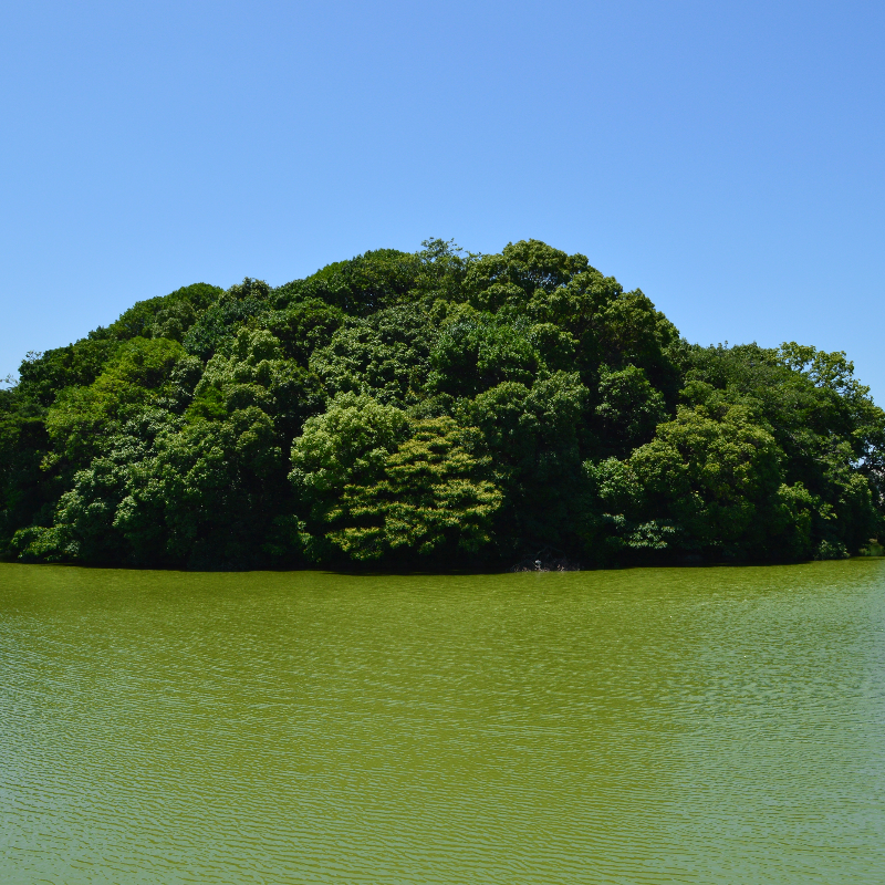 島泉丸山古墳（大阪府羽曳野市）の写真・外観