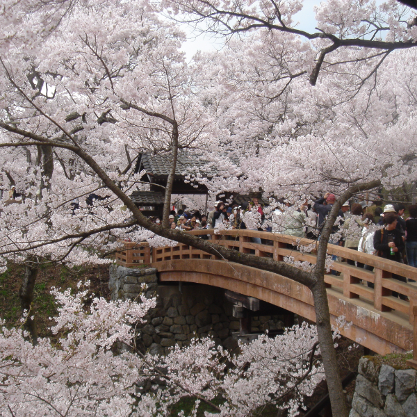 高遠城跡（長野県伊那市）の写真・外観