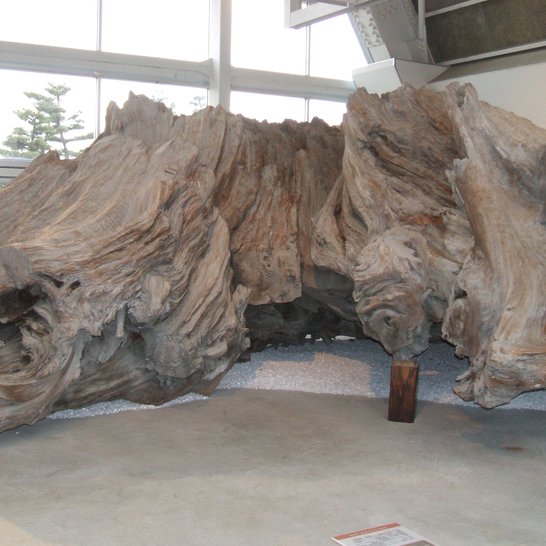 魚津埋没林博物館（富山県魚津市）の写真・外観