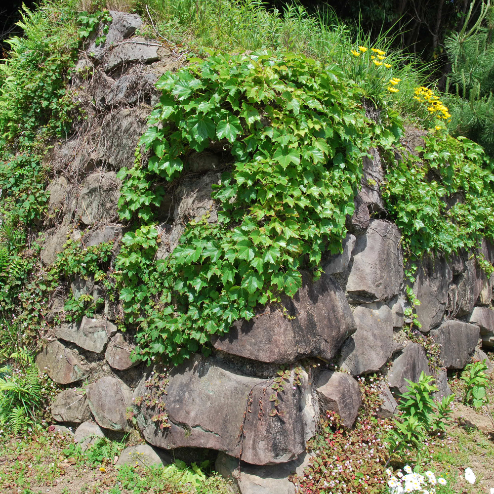 浦戸城跡（高知県高知市）の写真・外観