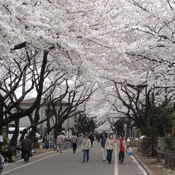 谷中霊園（東京都台東区）の写真・外観