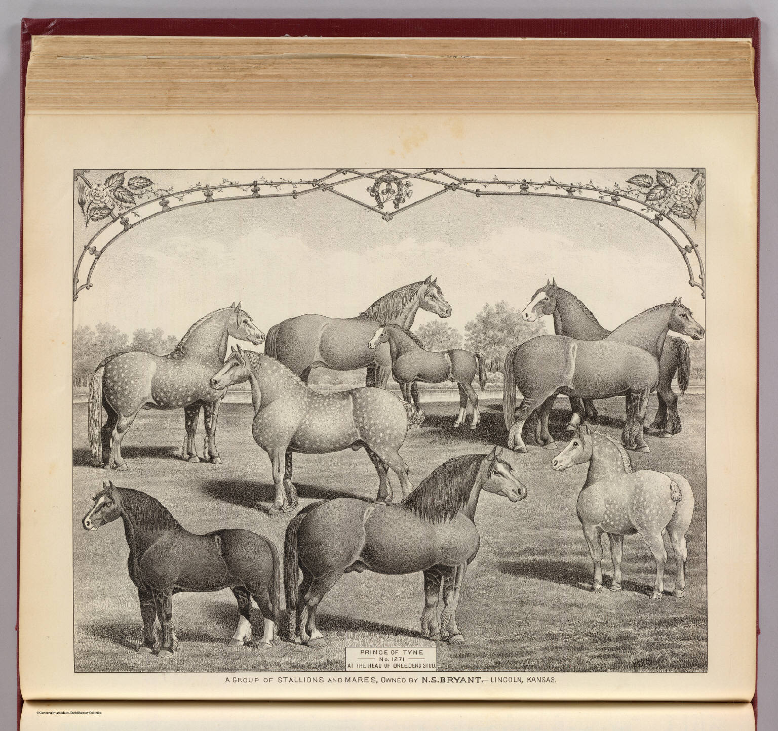 A group of stallions and mares owned by N.S. Bryant-Lincoln, Kansas. (L.H. Everts & Co., publishers, Philadelphia, 1887) (Civil War), 1887 (Internet Archive)